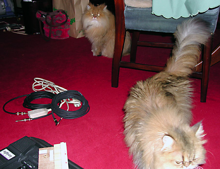 猫, チンチラ・ゴールデン, 来夢, 来喜