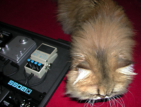 猫, チンチラ・ゴールデン, 来夢, 来喜