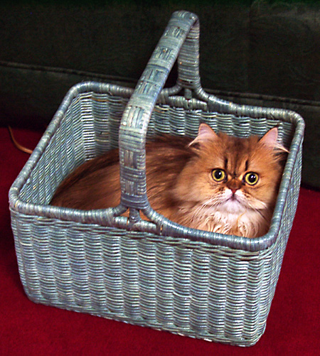 猫, チンチラ・ゴールデン, 来夢, 来喜