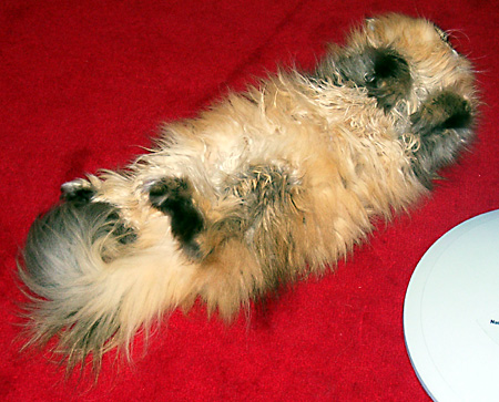 猫, チンチラ・ゴールデン, 来夢, 来喜