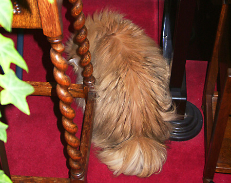 猫, チンチラ・ゴールデン, 来夢, 来喜