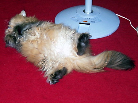 猫、チンチラ・来夢、来喜、ミドリガメ・マックス、コロタン