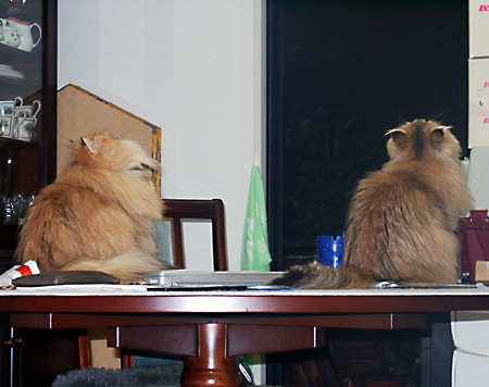 猫, チンチラ・ゴールデン, 来夢, 来喜