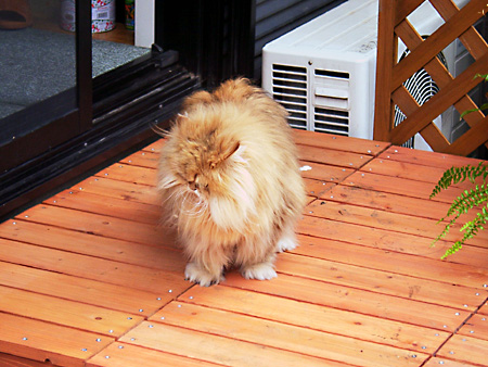 猫、チンチラ・来夢、来喜、ミドリガメ・マックス、コロタン