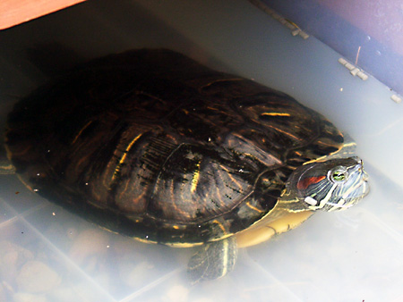 猫、チンチラ・来夢、来喜、ミドリガメ・マックス、コロタン