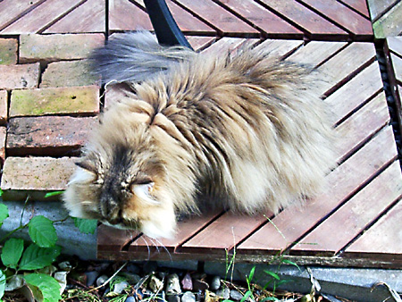 猫、チンチラ・来夢、来喜、ミドリガメ・マックス、コロタン