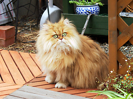 猫、チンチラ・来夢、来喜、ミドリガメ・マックス、コロタン