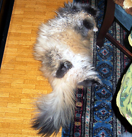 猫, チンチラ・ゴールデン, 来夢, 来喜