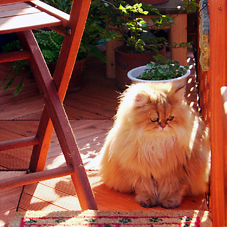 猫, チンチラ・ゴールデン, 来夢, 来喜