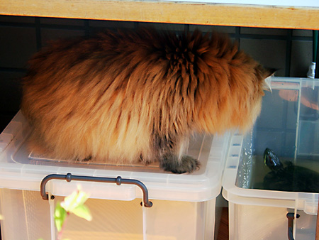 猫、チンチラ・来夢、来喜、ミドリガメ・マックス、コロタン