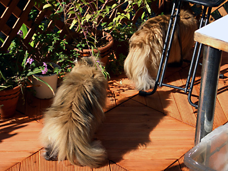 猫、チンチラ・来夢、来喜、ミドリガメ・マックス、コロタン