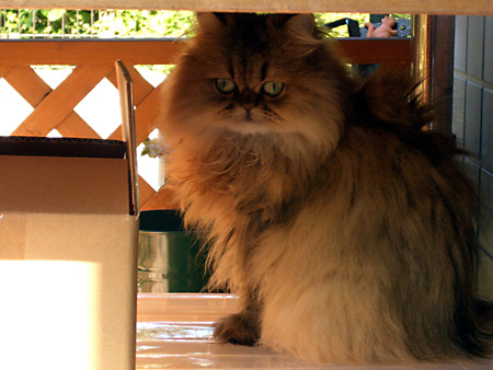 猫、チンチラ・来夢、来喜、ミドリガメ・マックス、コロタン