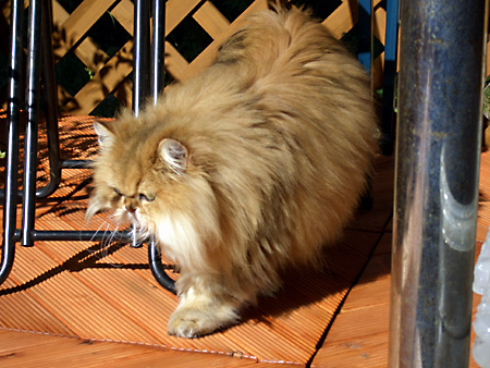 猫、チンチラ・来夢、来喜、ミドリガメ・マックス、コロタン