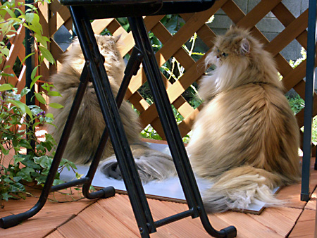 猫、チンチラ・来夢、来喜、ミドリガメ・マックス、コロタン