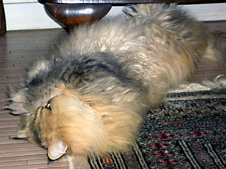 猫、チンチラ・来夢、来喜、ミドリガメ・マックス、コロタン