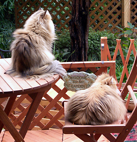 猫, チンチラ・ゴールデン, 来夢, 来喜