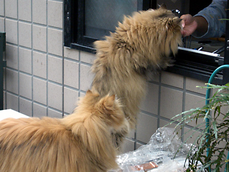 猫、チンチラ・来夢、来喜、ミドリガメ・マックス、コロタン