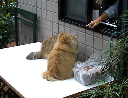 猫, チンチラ・ゴールデン, 来夢, 来喜