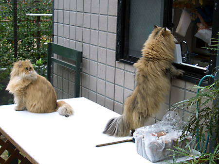 猫、チンチラ・来夢、来喜、ミドリガメ・マックス、コロタン