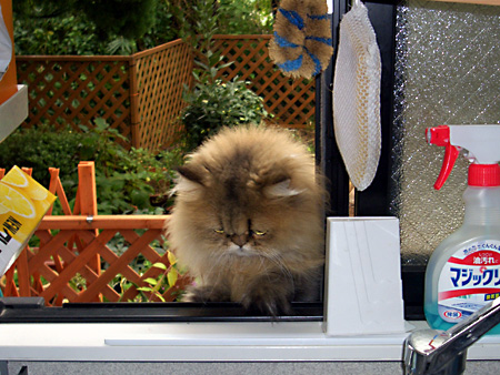 猫、チンチラ・来夢、来喜、ミドリガメ・マックス、コロタン