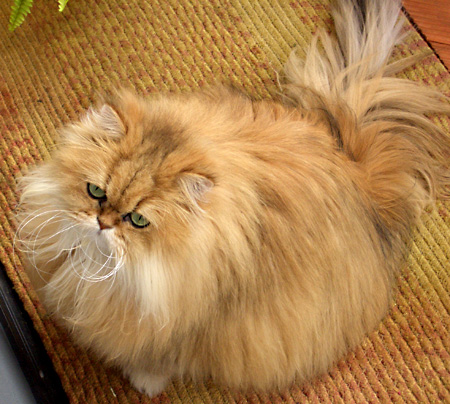 猫, チンチラ・ゴールデン, 来夢, 来喜