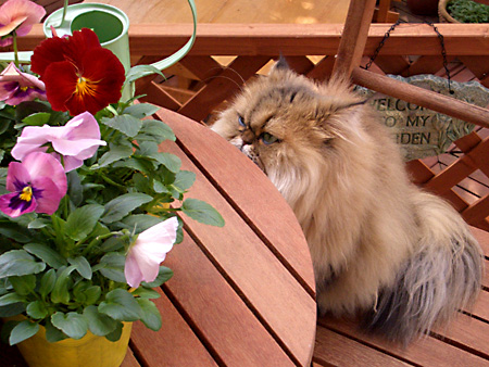 猫、チンチラ・来夢、来喜、ミドリガメ・マックス、コロタン