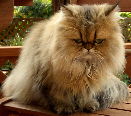 猫, チンチラ・ゴールデン, 来夢, 来喜