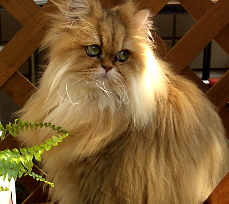 猫, チンチラ・ゴールデン, 来夢, 来喜