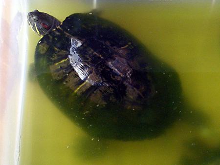 猫、チンチラ・来夢、来喜、ミドリガメ・マックス、コロタン