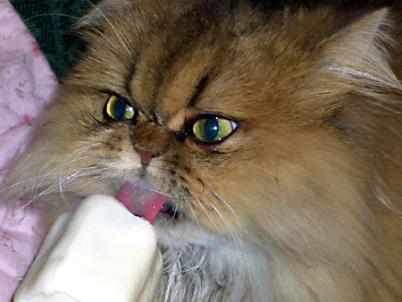 猫、チンチラ・来夢、来喜、ミドリガメ・マックス、コロタン