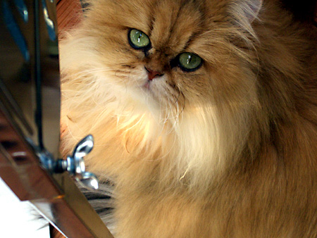 猫、チンチラ・来夢、来喜、ミドリガメ・マックス、コロタン