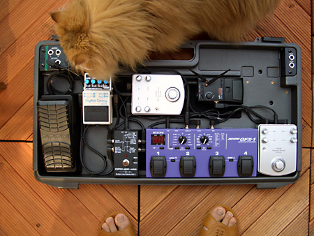 猫、チンチラ・来夢、来喜、ミドリガメ・マックス、コロタン