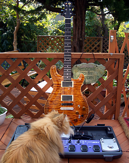 猫, チンチラ・ゴールデン, 来夢, 来喜