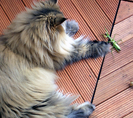 猫, チンチラ・ゴールデン, 来夢, 来喜