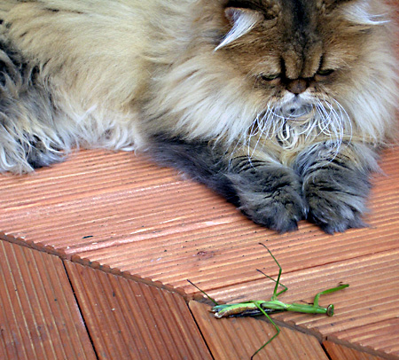 猫, チンチラ・ゴールデン, 来夢, 来喜
