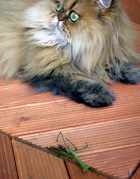 猫, チンチラ・ゴールデン, 来夢, 来喜