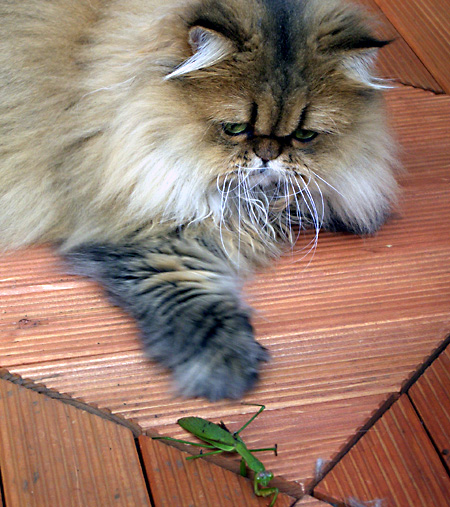 猫, チンチラ・ゴールデン, 来夢, 来喜