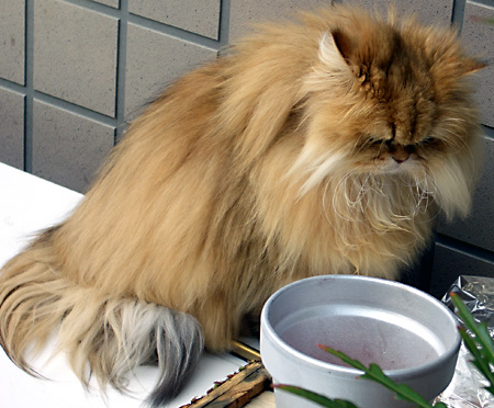 猫, チンチラ・ゴールデン, 来夢, 来喜