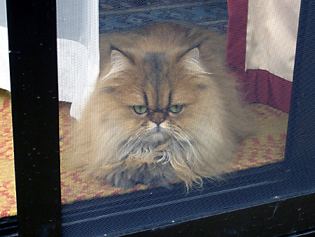 猫、チンチラ・来夢、来喜、ミドリガメ・マックス、コロタン