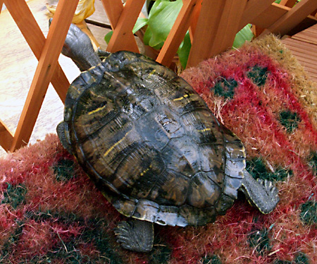 猫, チンチラ・ゴールデン, 来夢, 来喜