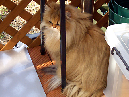 猫、チンチラ・来夢、来喜、ミドリガメ・マックス、コロタン