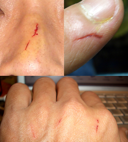 猫, チンチラ・ゴールデン, 来夢, 来喜