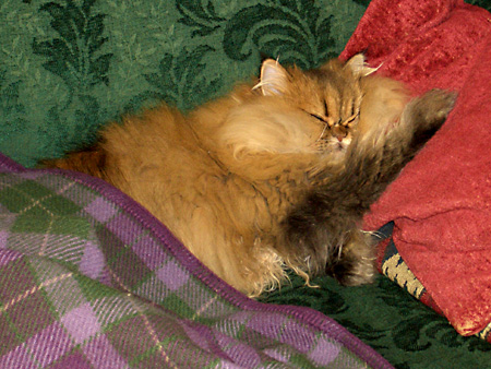 猫、チンチラ・来夢、来喜、ミドリガメ・マックス、コロタン