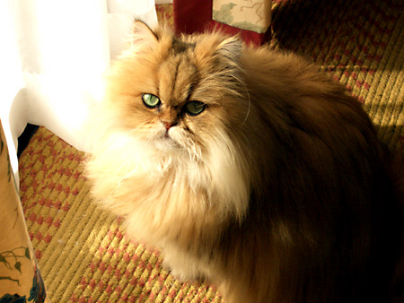 猫、チンチラ・来夢、来喜、ミドリガメ・マックス、コロタン