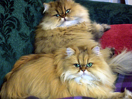 猫、チンチラ・来夢、来喜、ミドリガメ・マックス、コロタン