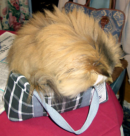 猫, チンチラ・ゴールデン, 来夢, 来喜