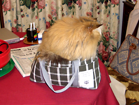 猫、チンチラ・来夢、来喜、ミドリガメ・マックス、コロタン