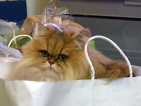 猫、チンチラ・来夢、来喜、ミドリガメ・マックス、コロタン