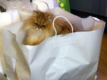 猫、チンチラ・来夢、来喜、ミドリガメ・マックス、コロタン