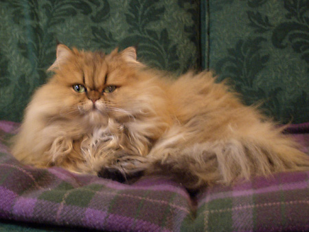 猫、チンチラ・来夢、来喜、ミドリガメ・マックス、コロタン